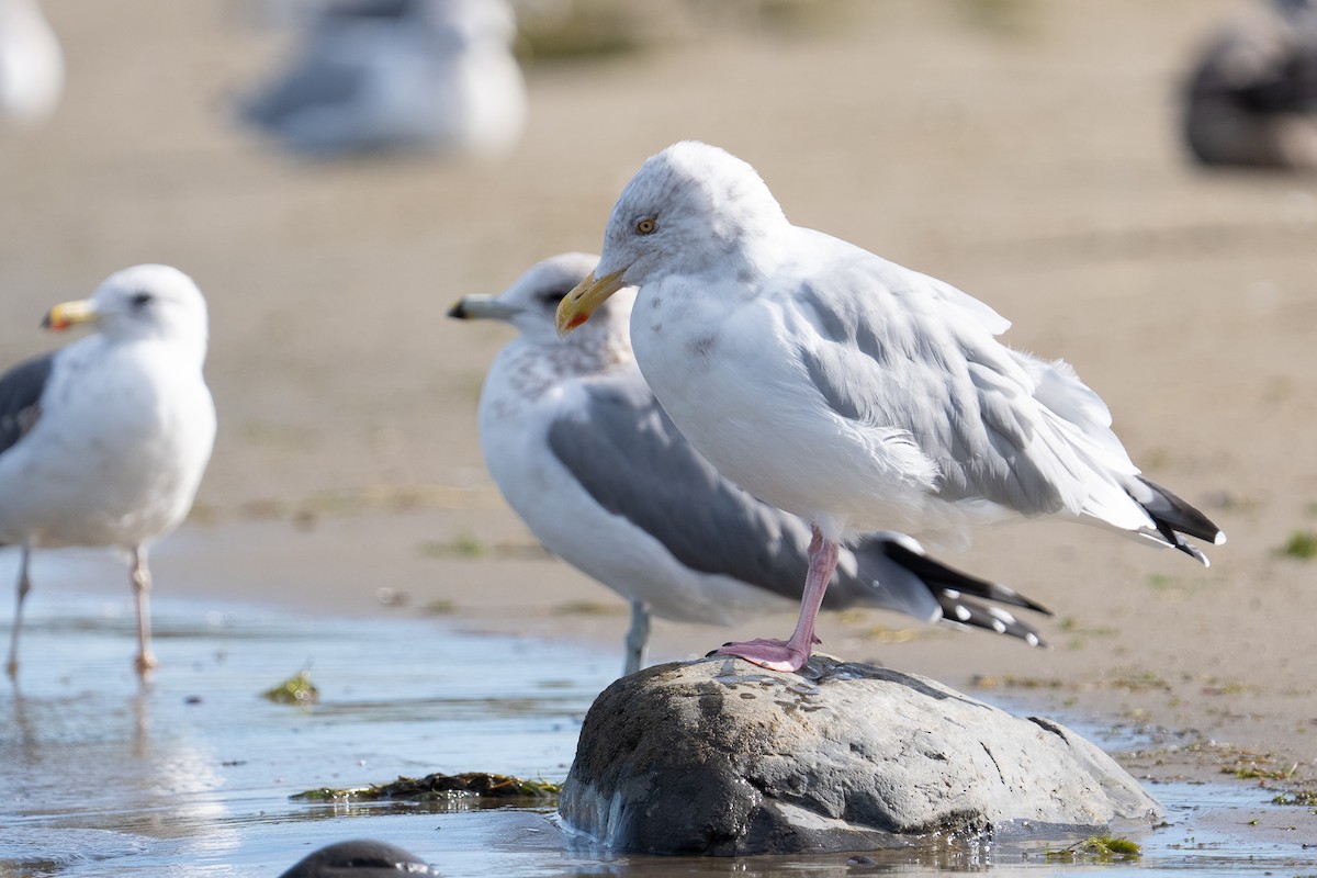 American Herring Gull - ML642952975