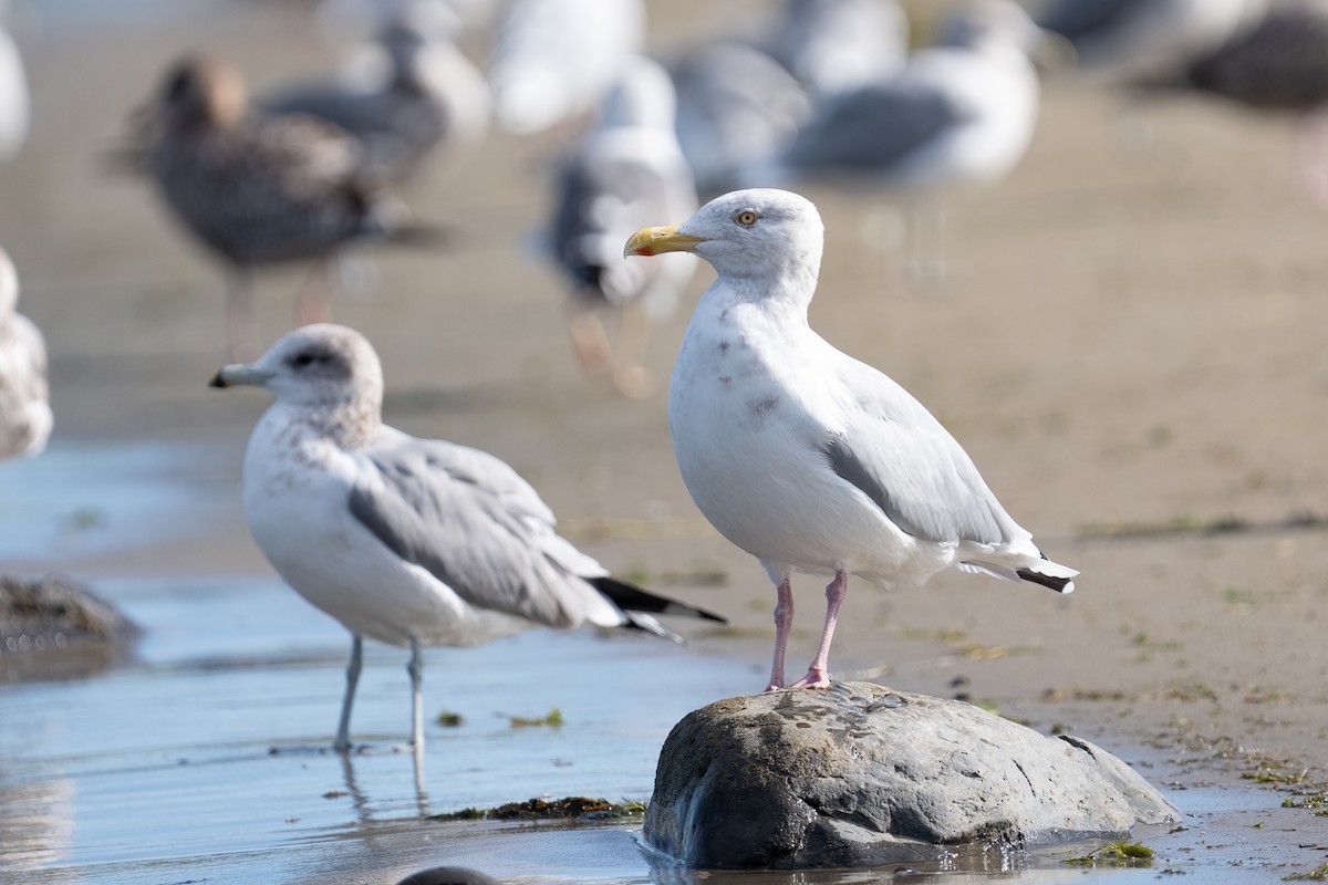 American Herring Gull - ML642952976