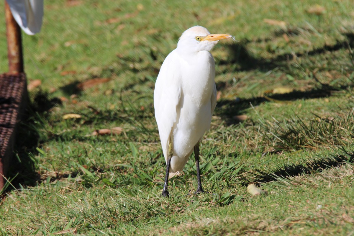 Western Cattle-Egret - ML642952987