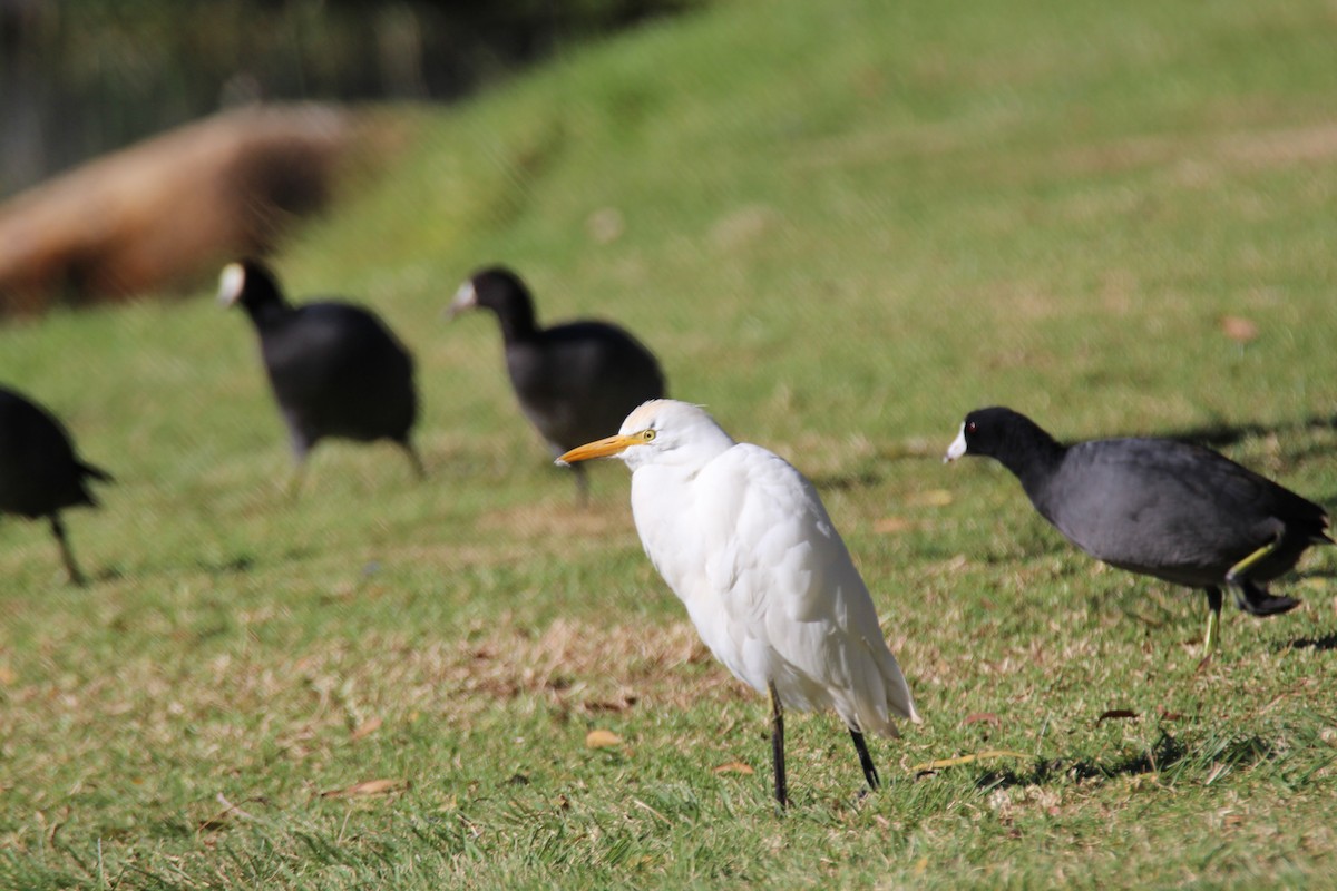 Western Cattle-Egret - ML642952988