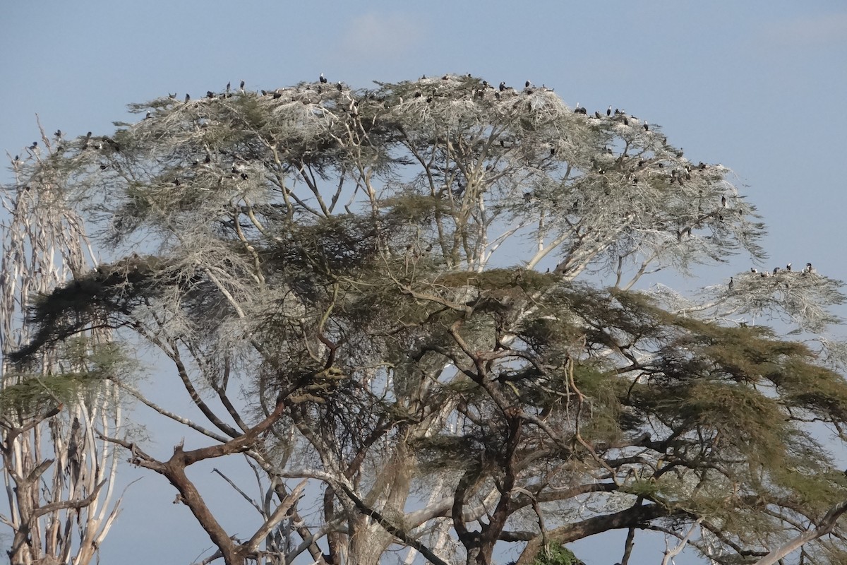 Great Cormorant - ML642952998