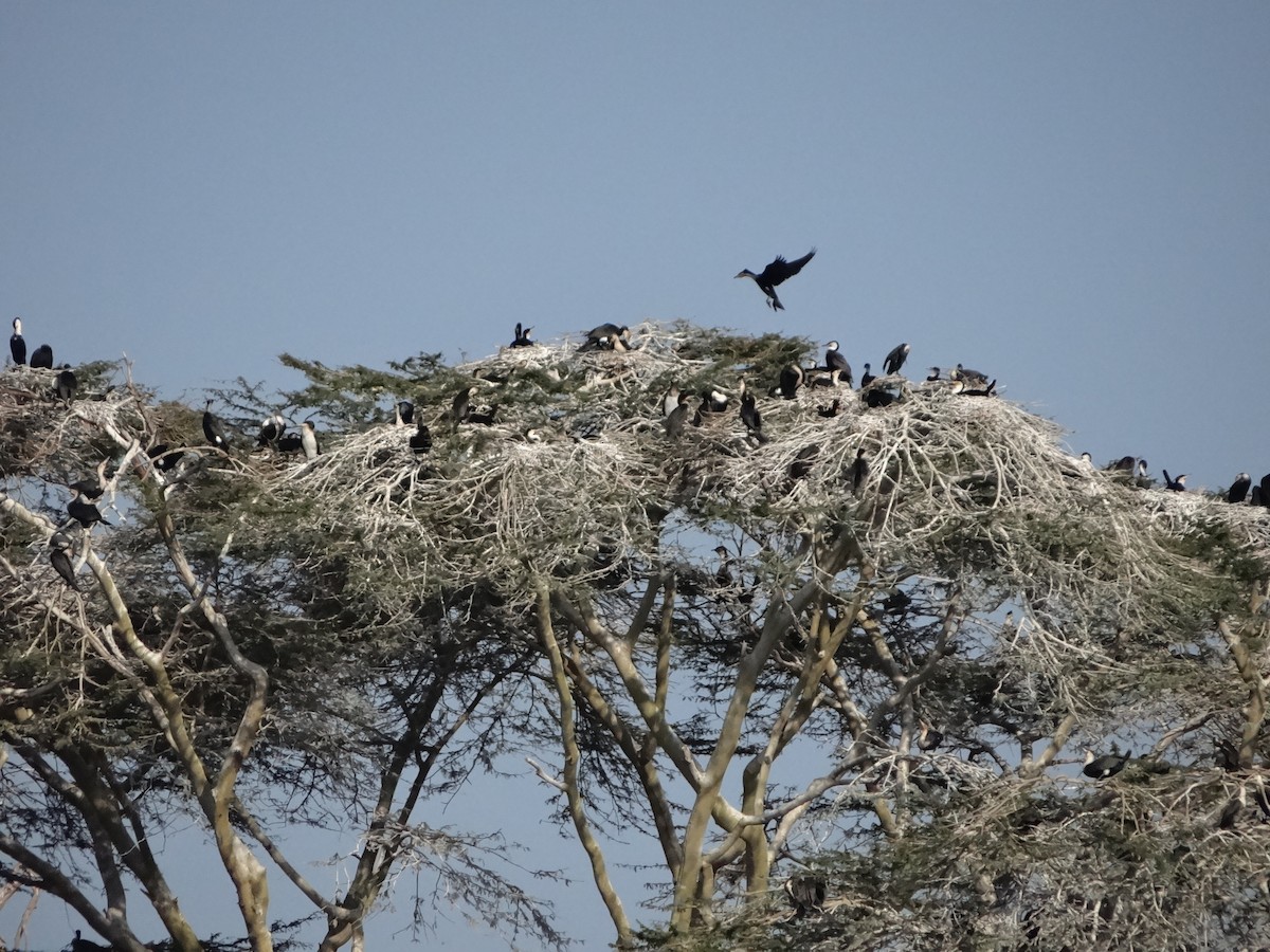 Great Cormorant - ML642953010