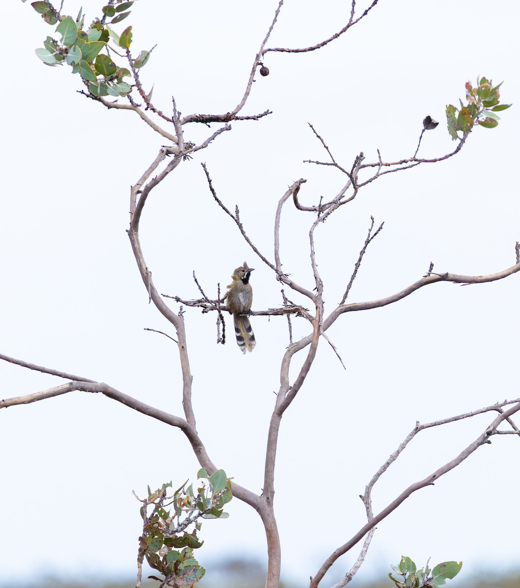 Western Whipbird (Black-throated) - ML642953021