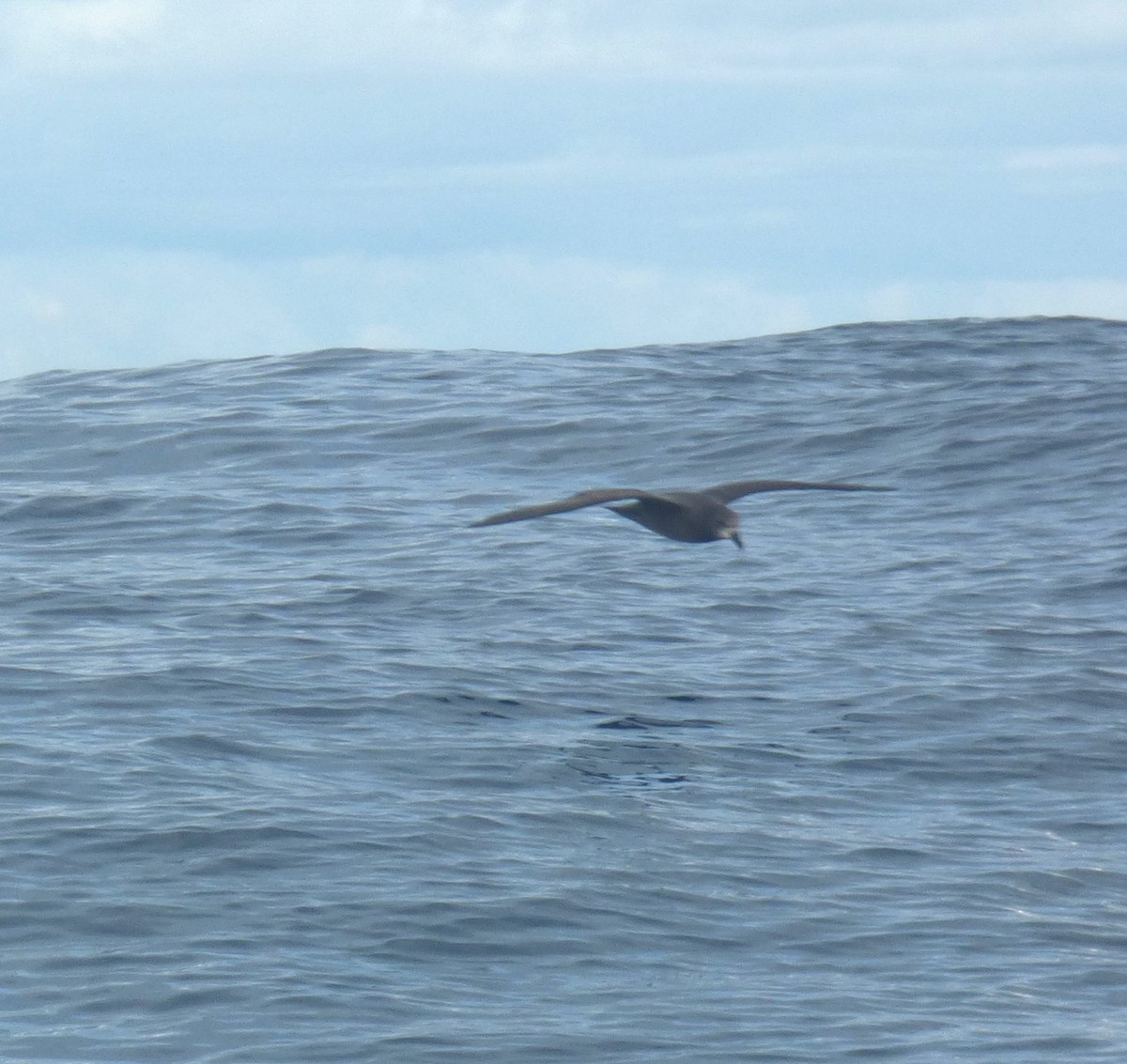 Gray-faced Petrel - ML642953026