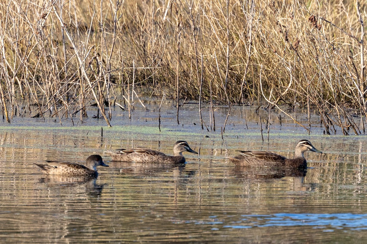Pacific Black Duck - ML642953028