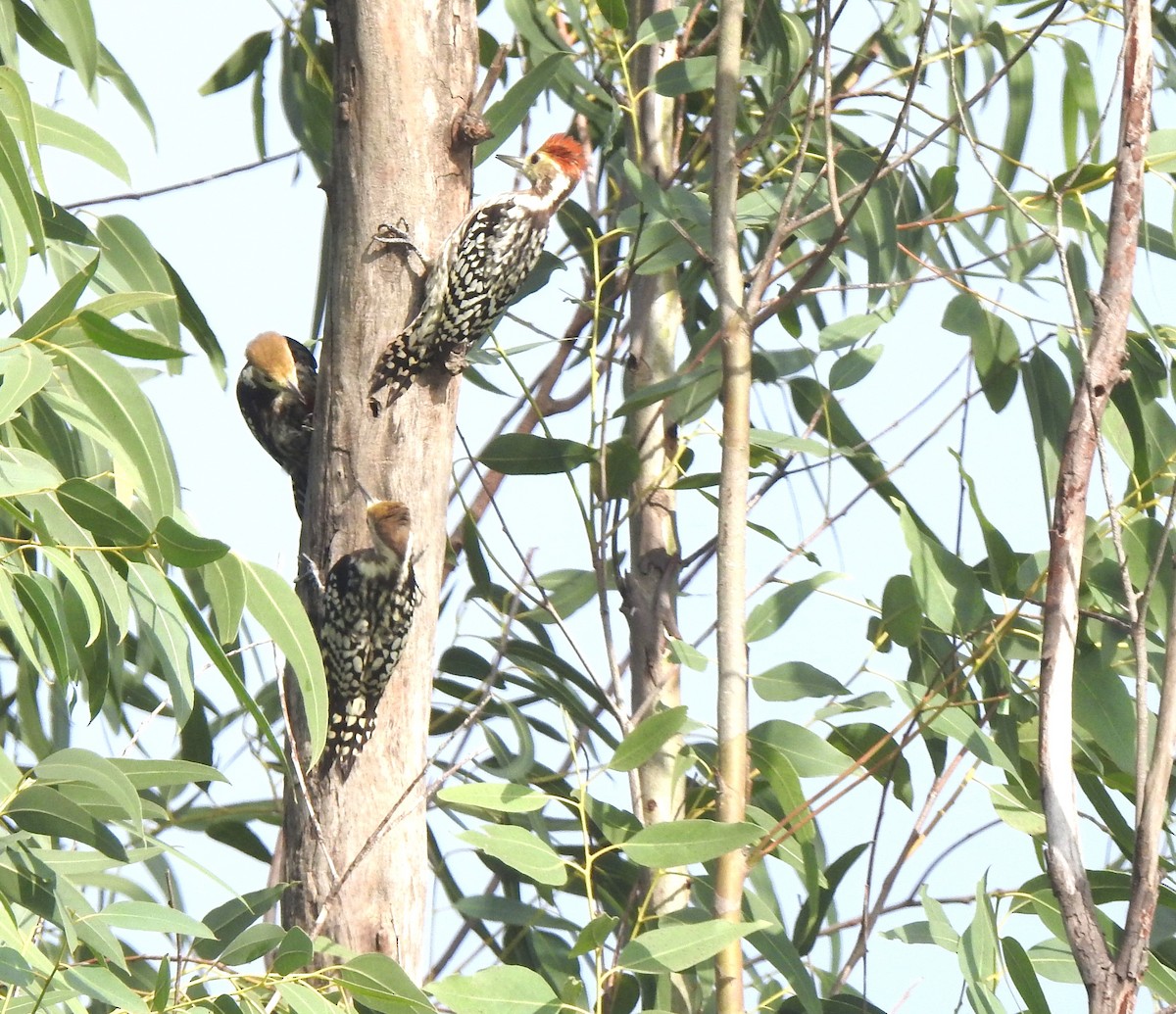 Yellow-crowned Woodpecker - ML642953032