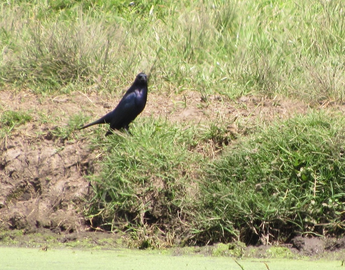 Shiny Cowbird - ML642953034