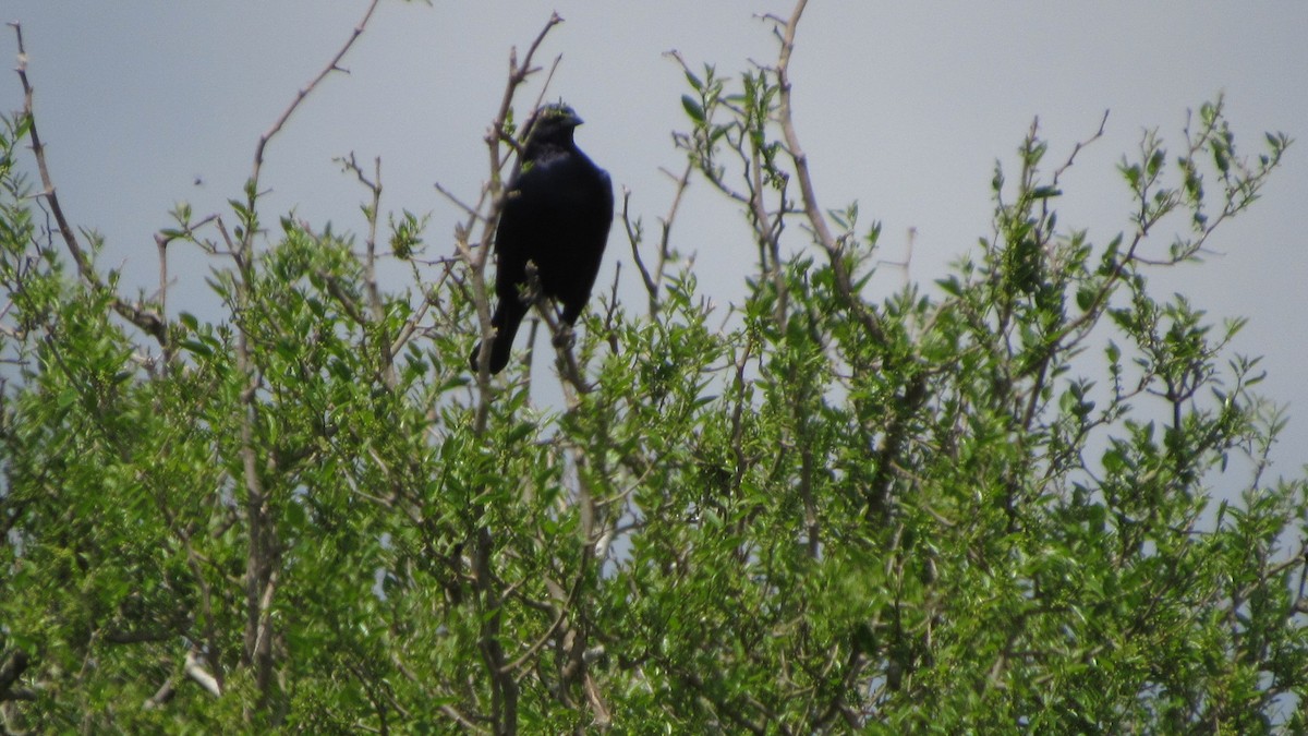 Shiny Cowbird - ML642953035