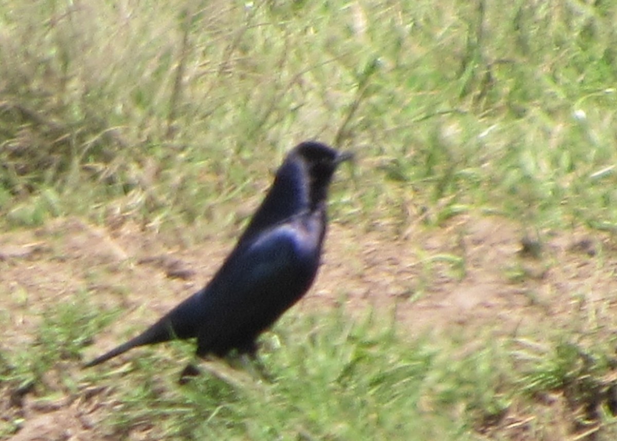 Shiny Cowbird - ML642953036