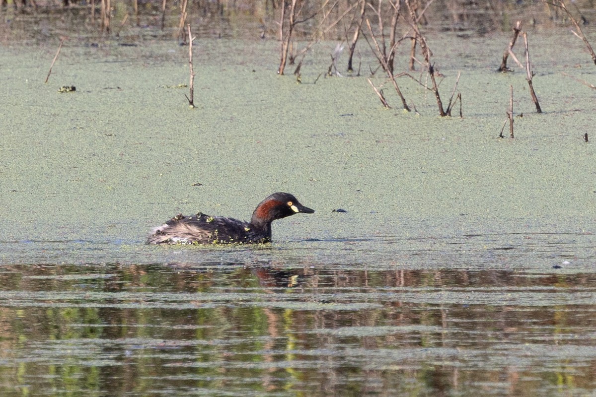 Australasian Grebe - ML642953037