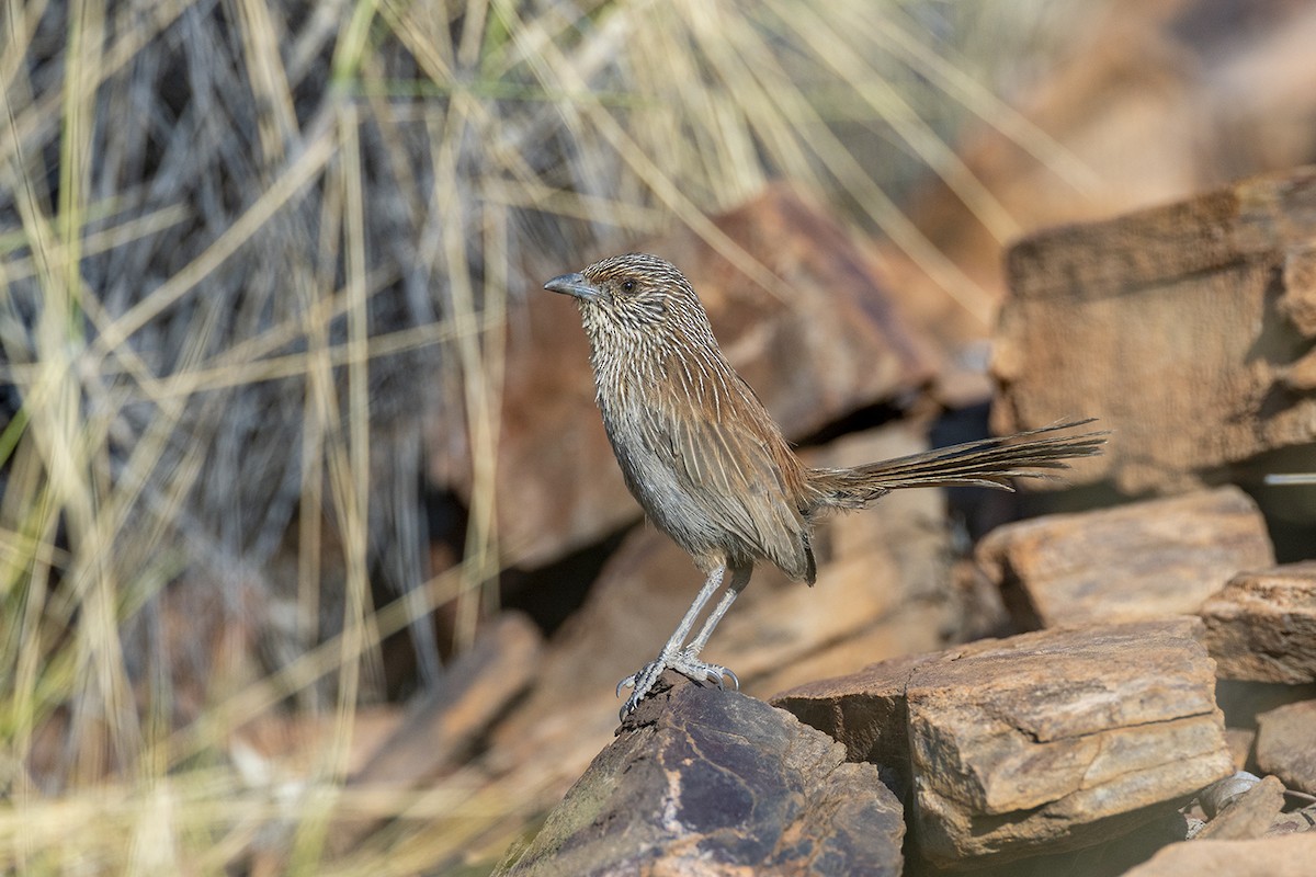 Kalkadoon Grasswren - ML642953039