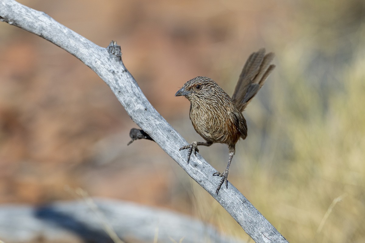 Kalkadoon Grasswren - ML642953040