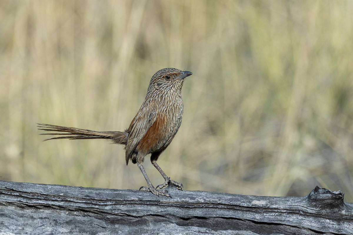 Kalkadoon Grasswren - ML642953041