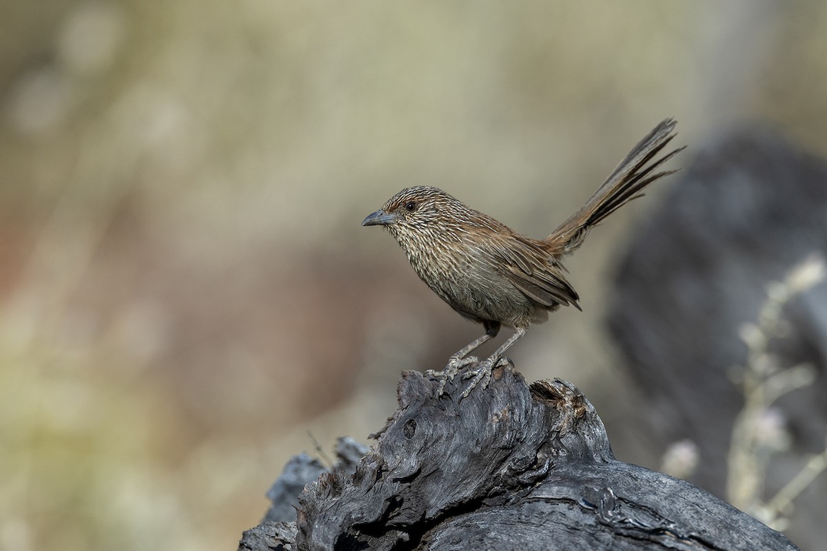 Kalkadoon Grasswren - ML642953042