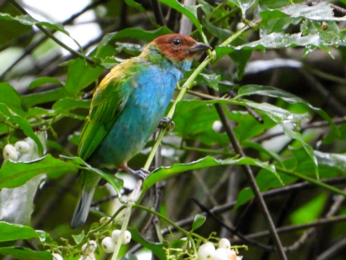 Bay-headed Tanager - ML642953044