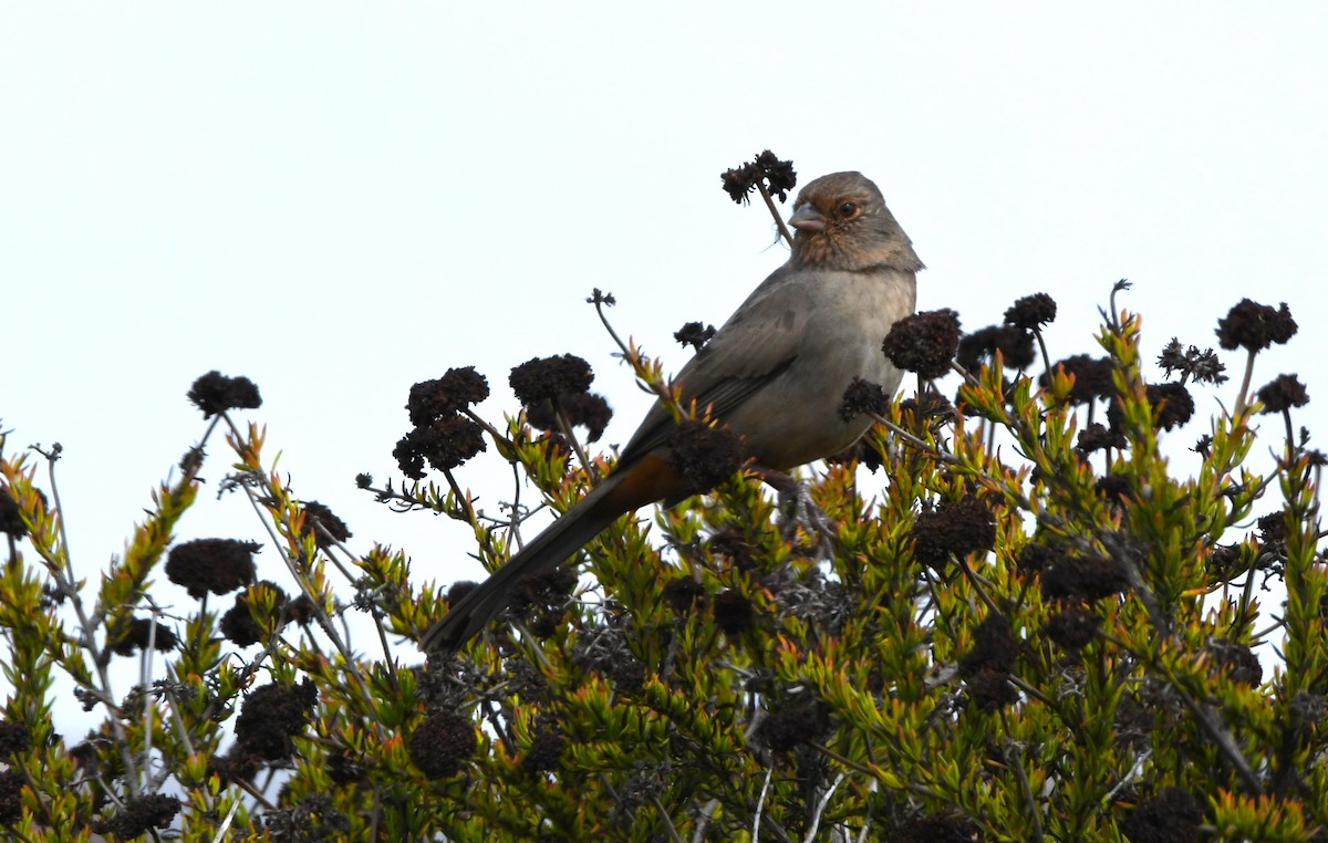 California Towhee - ML642953045