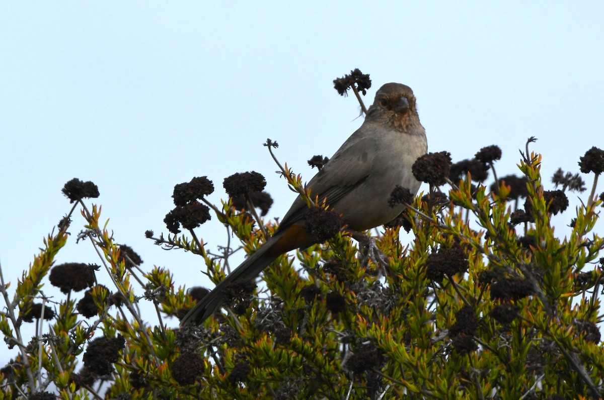 California Towhee - ML642953046
