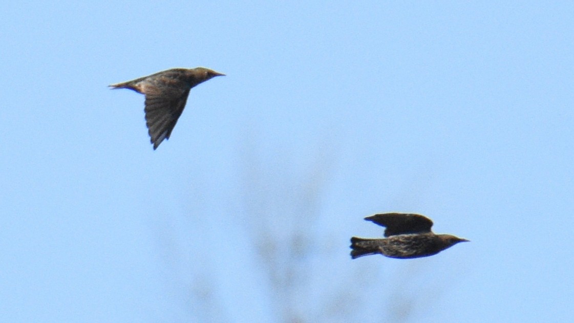 Spotless Starling - ML642953047
