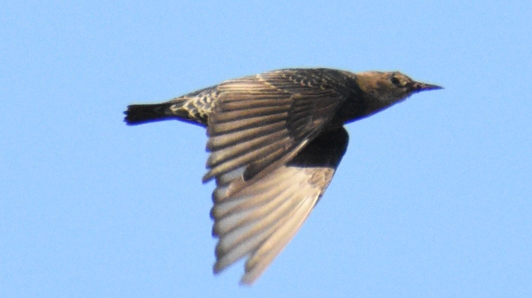 Spotless Starling - ML642953048