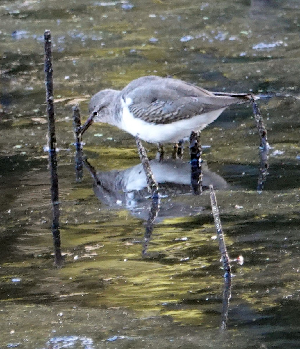 Spotted Sandpiper - ML642953049