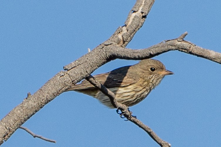 Rufous Whistler - ML642953050