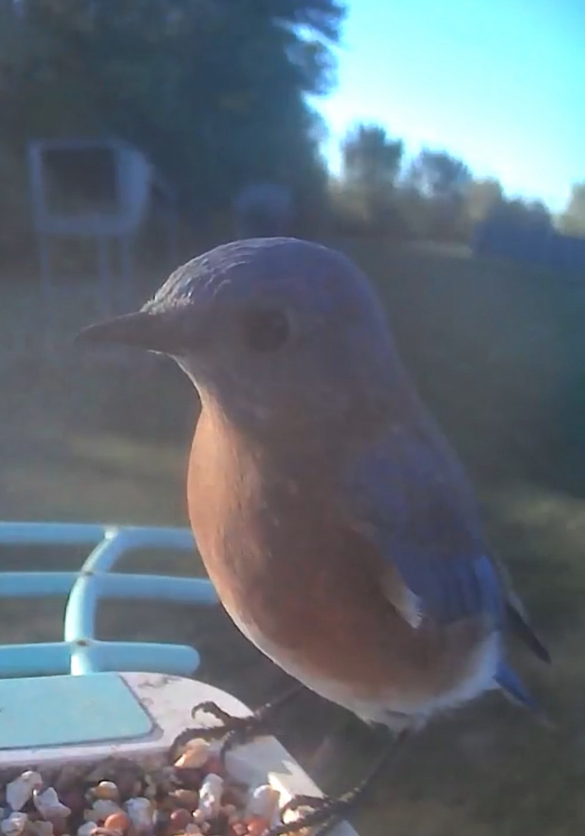 Eastern Bluebird - ML642953051