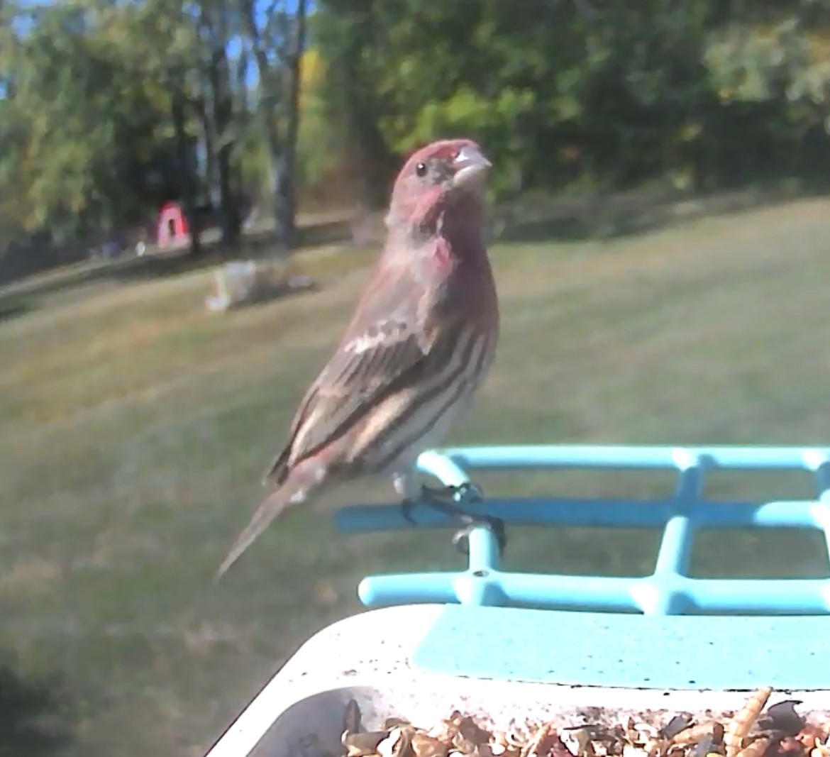 House Finch - ML642953052