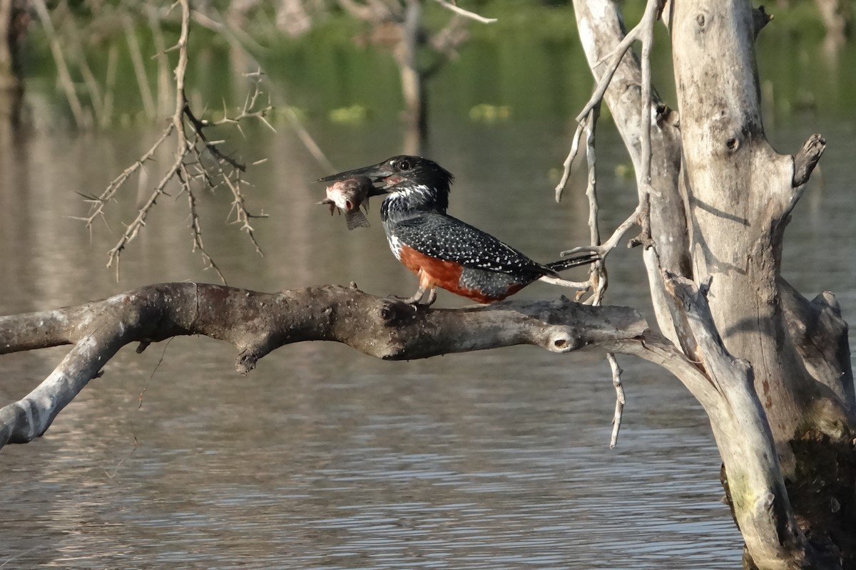 Giant Kingfisher - ML642953053