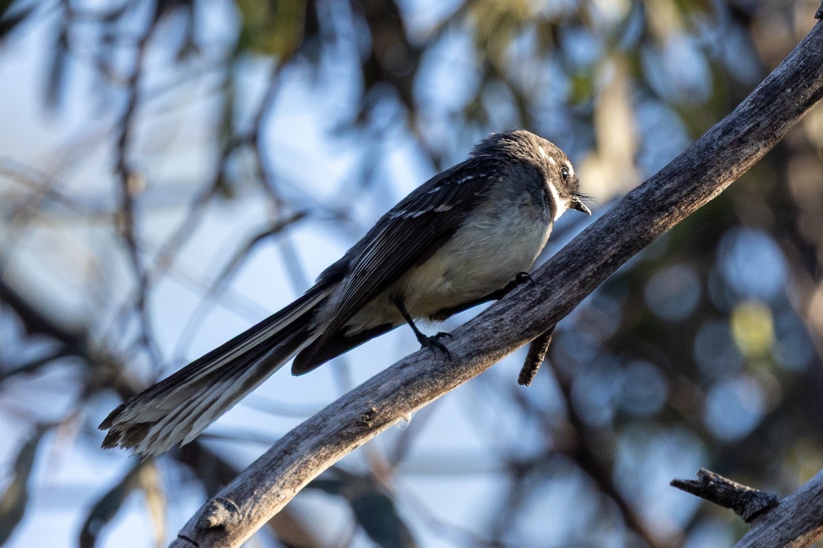 Gray Fantail - ML642953057