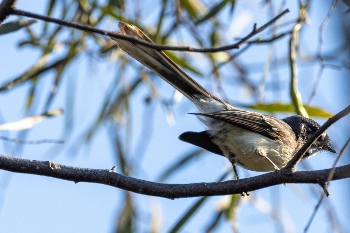 Gray Fantail - ML642953058