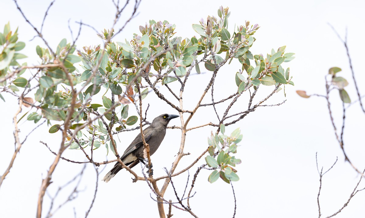 Gray Currawong (Gray) - ML642953061