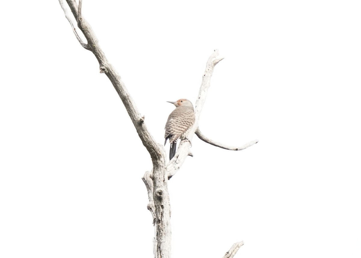 Northern Flicker - ML642953066