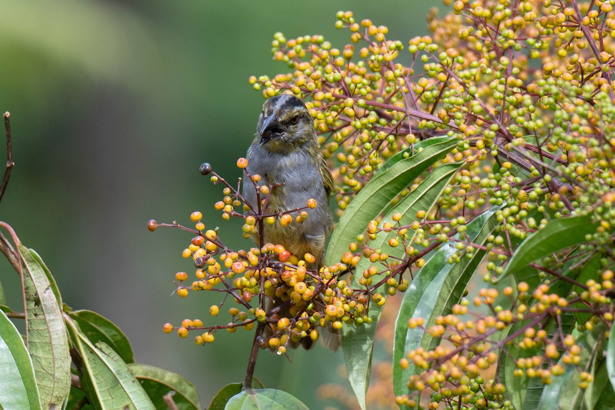 Black-striped Sparrow - ML642953068