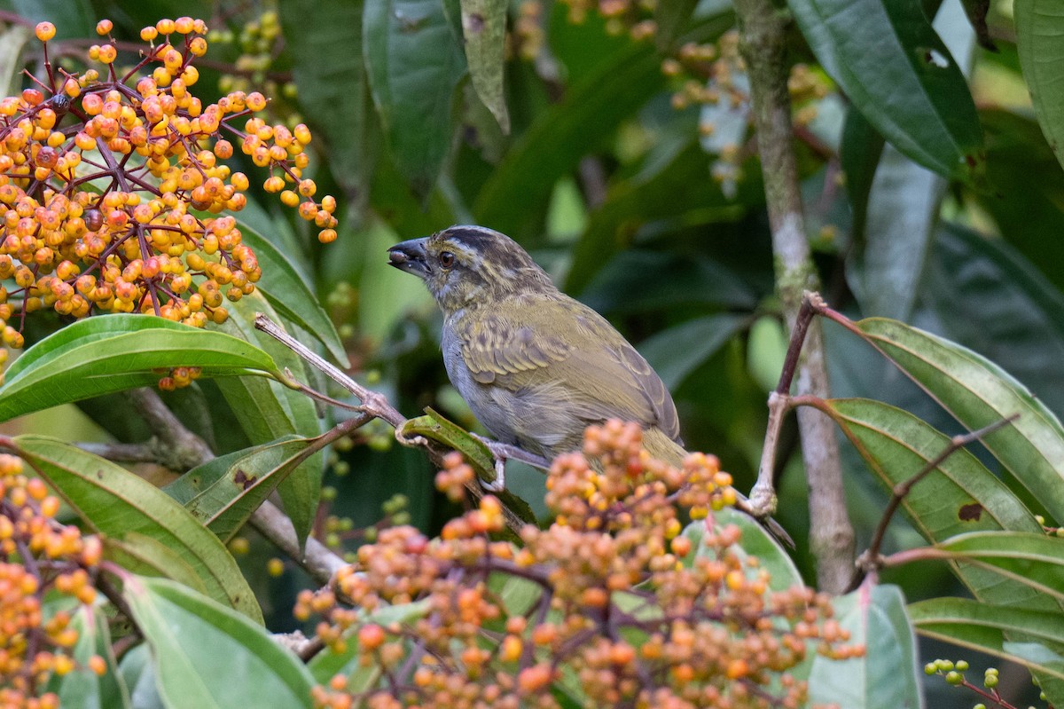 Black-striped Sparrow - ML642953070