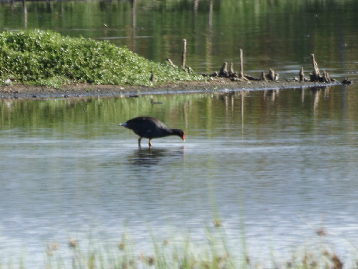 amerikasivhøne (sandvicensis) - ML642953088