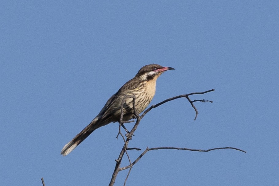 Spiny-cheeked Honeyeater - ML642953127