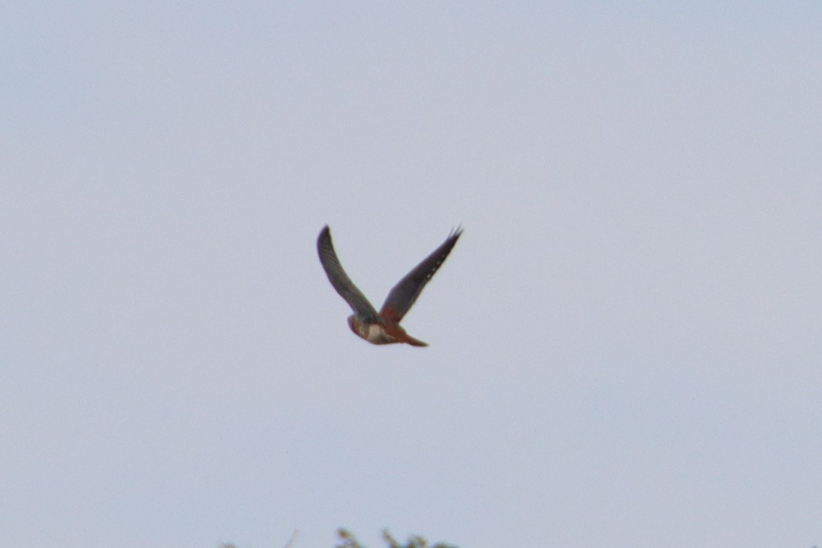 American Kestrel - ML642953136