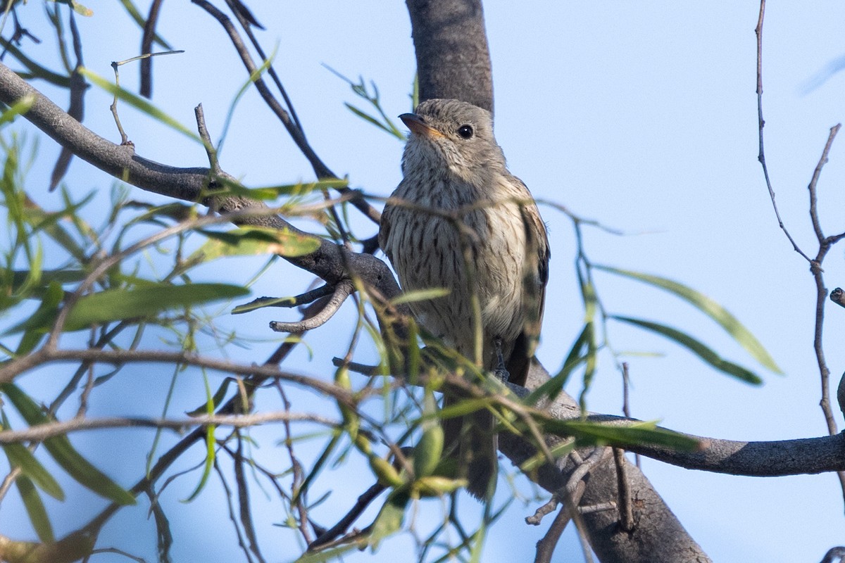 Rufous Whistler - ML642953139