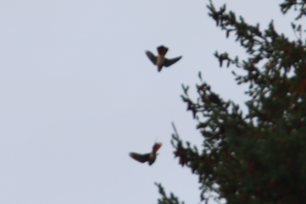 American Kestrel - ML642953158