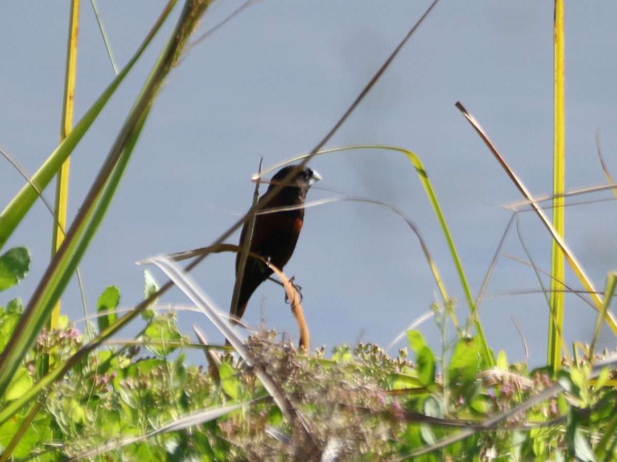 Chestnut Munia - ML642953160