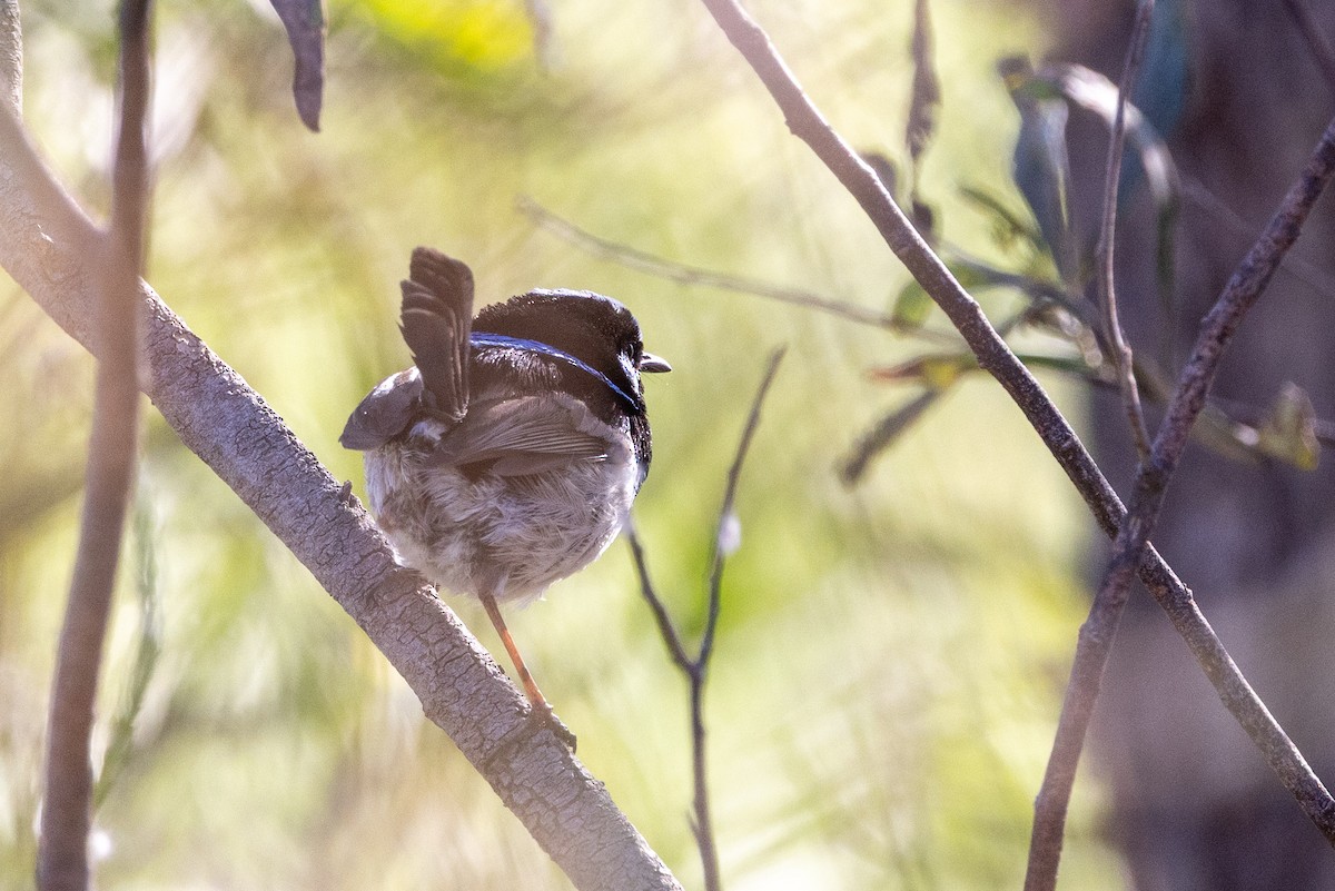 Superb Fairywren - ML642953162