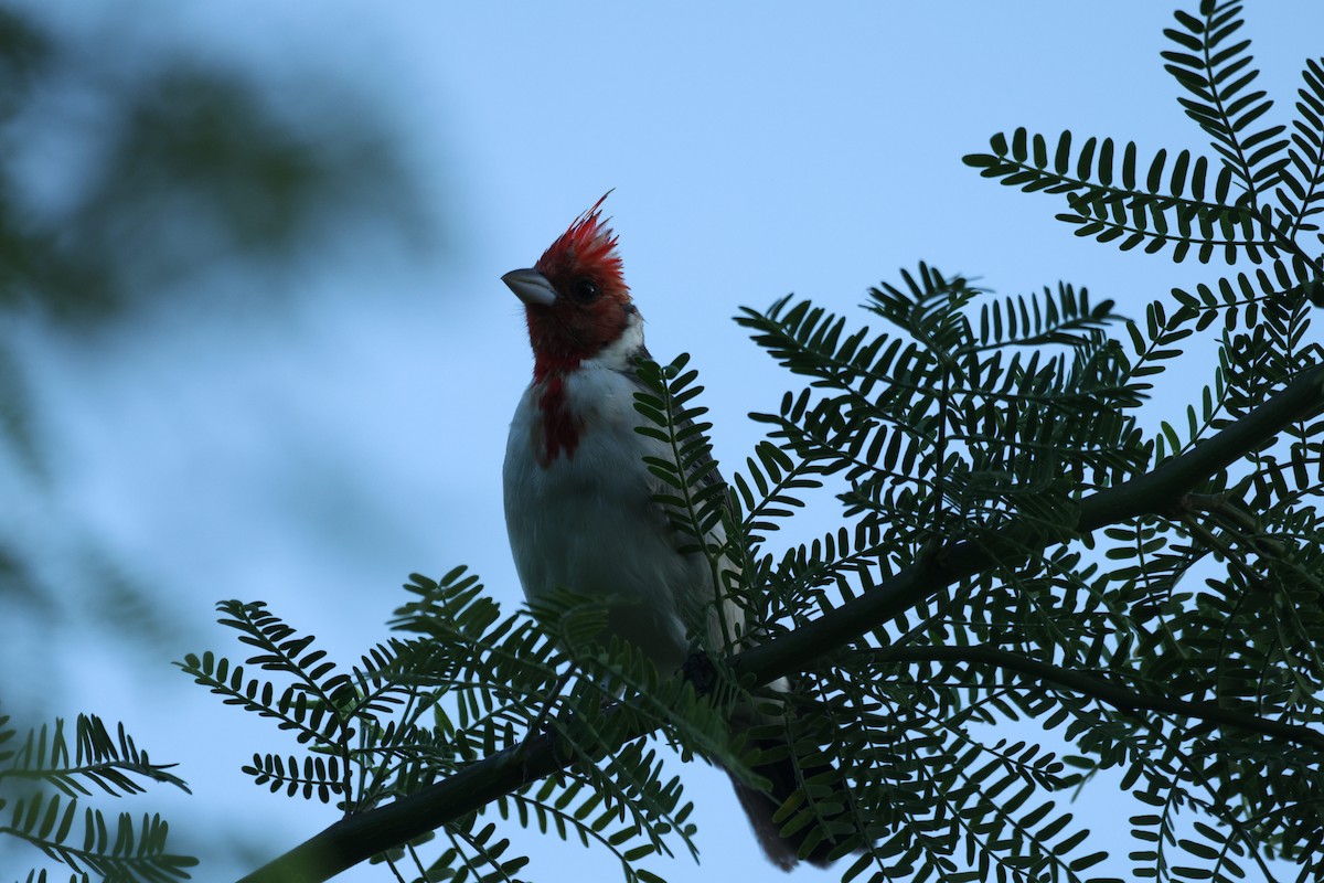 Red-crested Cardinal - ML642953165