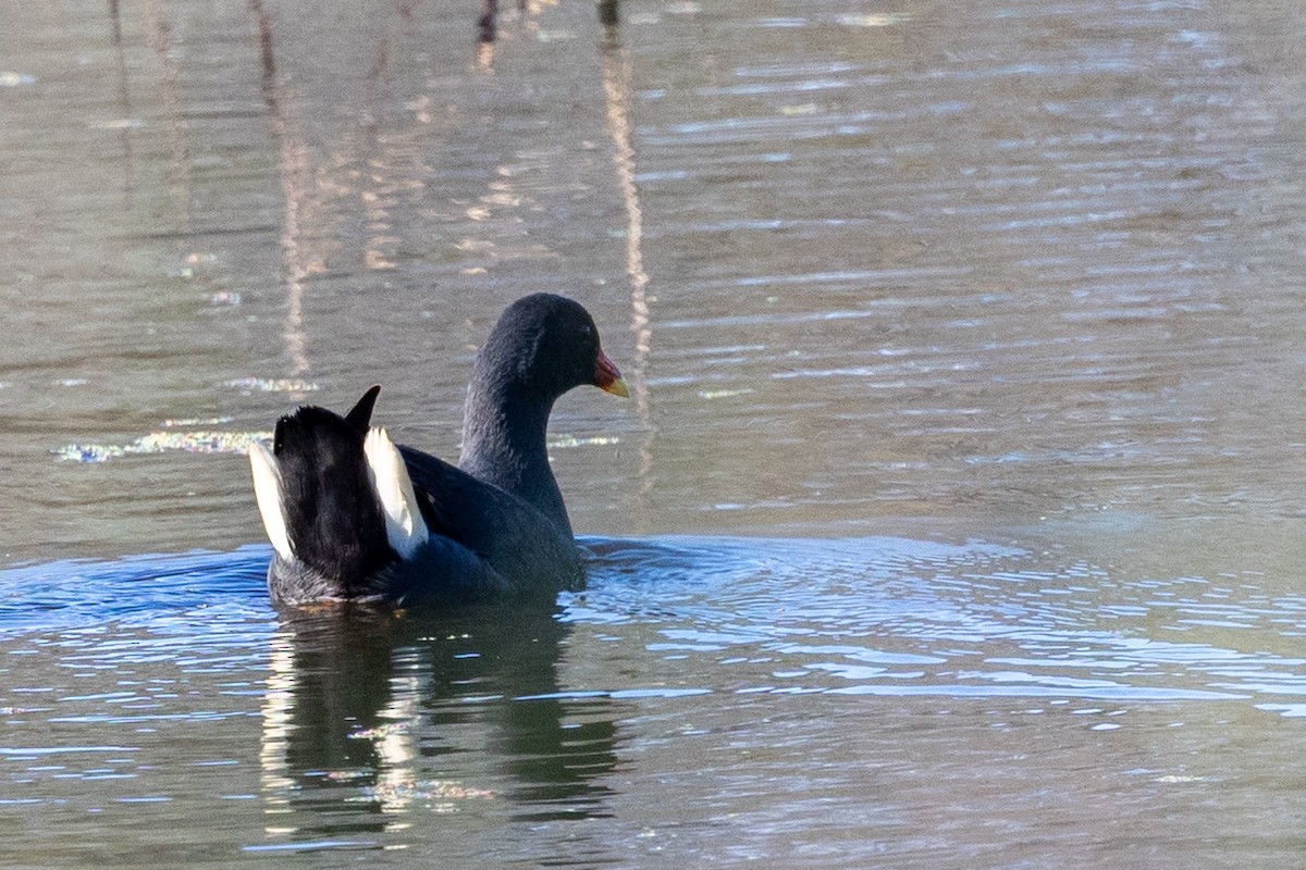 Dusky Moorhen - ML642953167