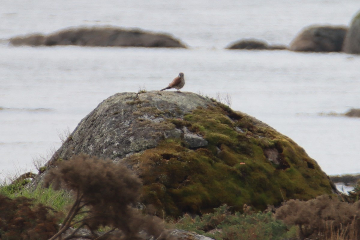 American Kestrel - ML642953176