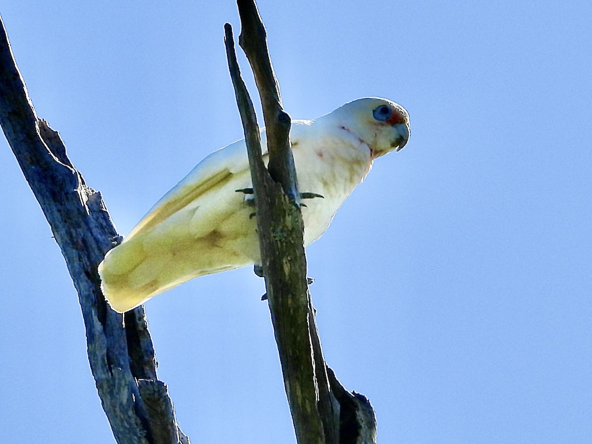 Long-billed Corella - ML642953177