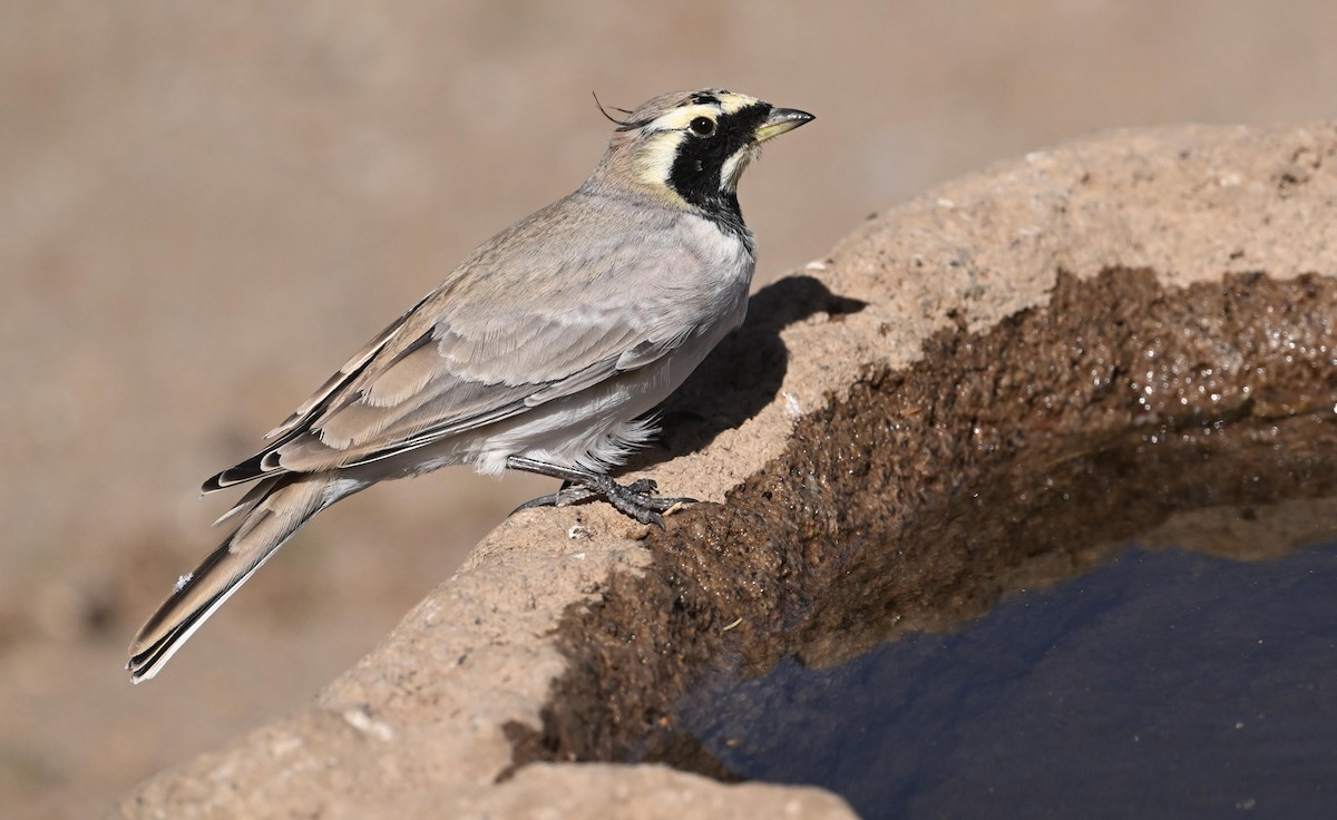 Horned Lark - ML642953178