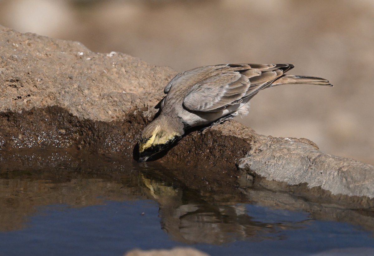 Horned Lark - ML642953179