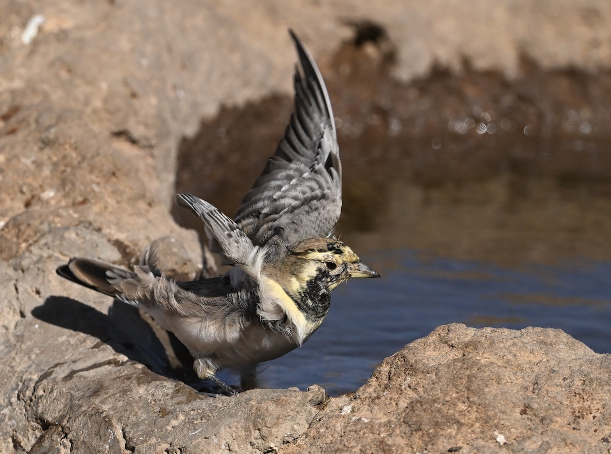 Horned Lark - ML642953180