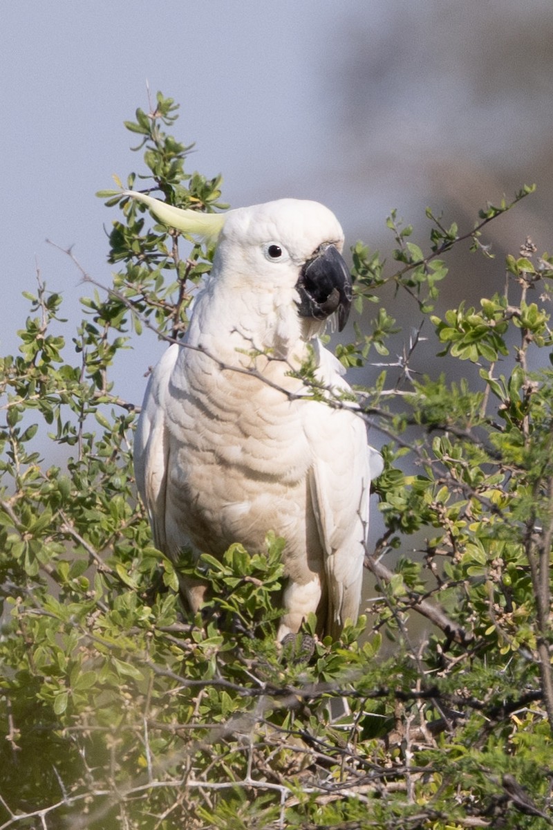 Sulphur-crested Cockatoo - ML642953182