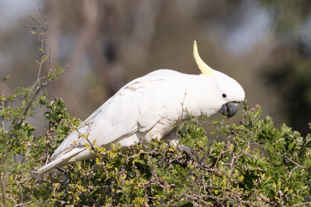 Sulphur-crested Cockatoo - ML642953183